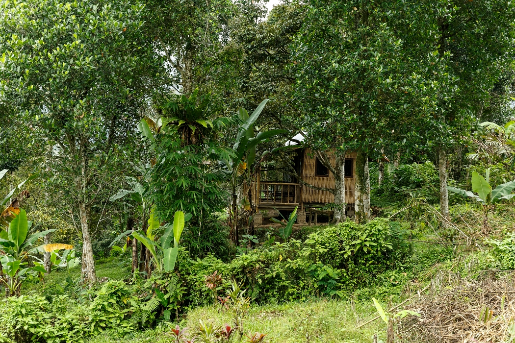 25/05/2018-Jatiluwih(Bali)-Les rizières
