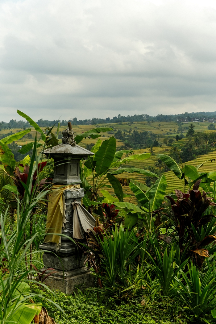 25/05/2018-Jatiluwih(Bali)-Les rizières