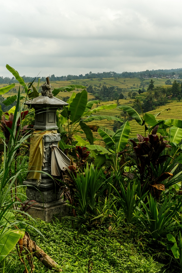 25/05/2018-Jatiluwih(Bali)-Les rizières