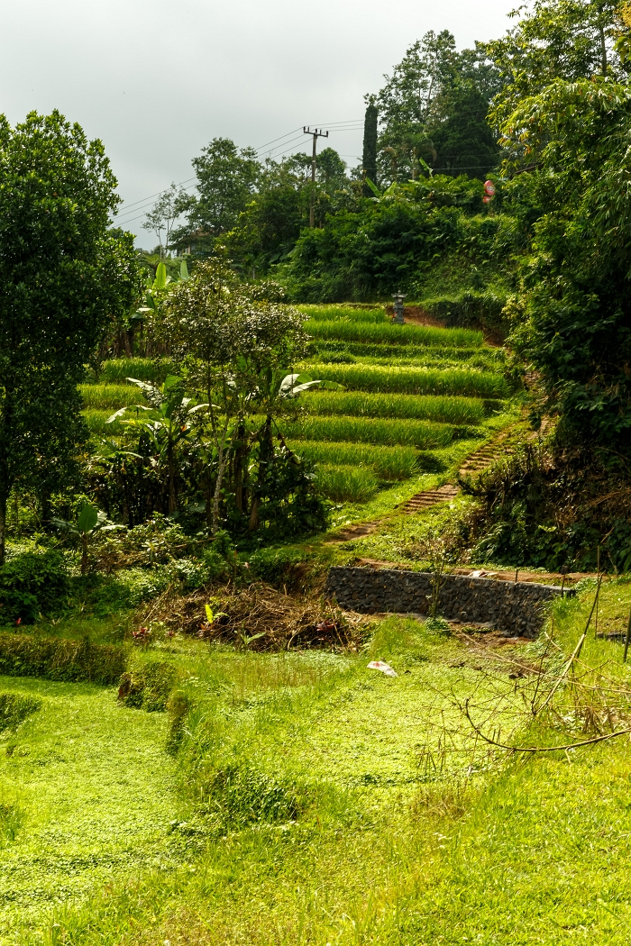 25/05/2018-Jatiluwih(Bali)-Les rizières