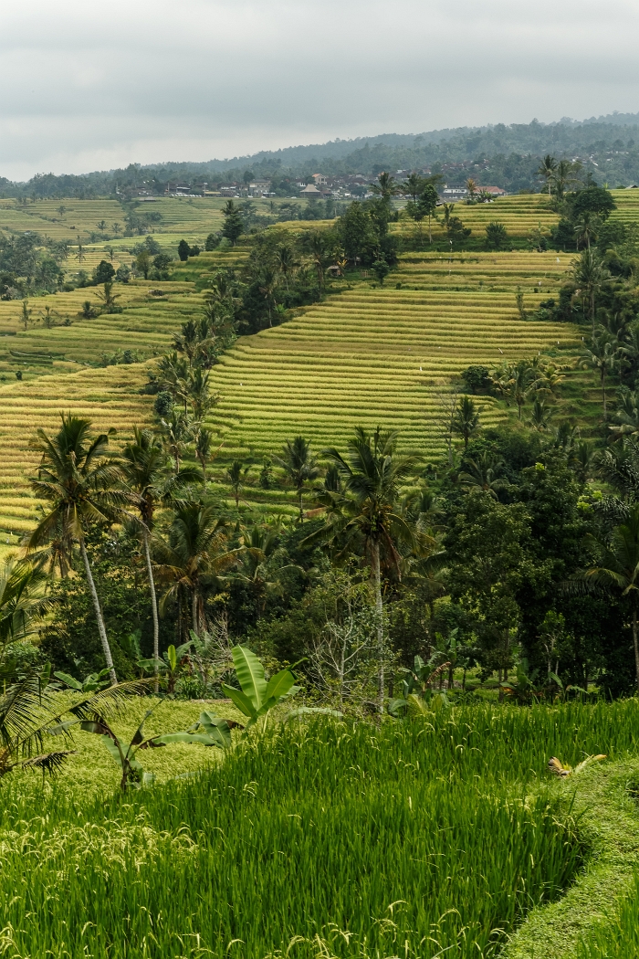 25/05/2018-Jatiluwih(Bali)-Les rizières