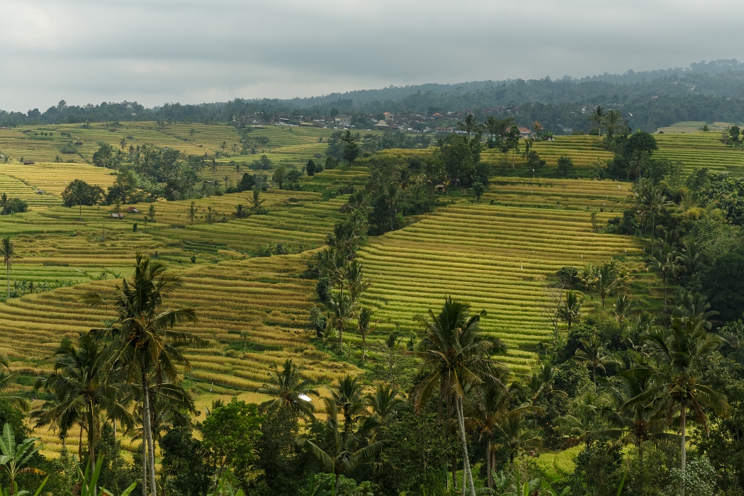 25/05/2018-Jatiluwih(Bali)-Les rizières