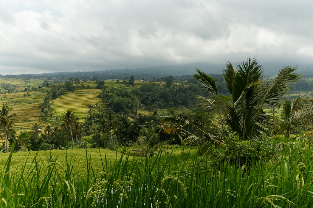 25/05/2018-Jatiluwih(Bali)-Les rizières