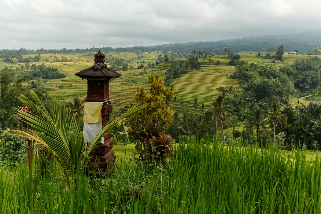 25/05/2018-Jatiluwih(Bali)-Les rizières