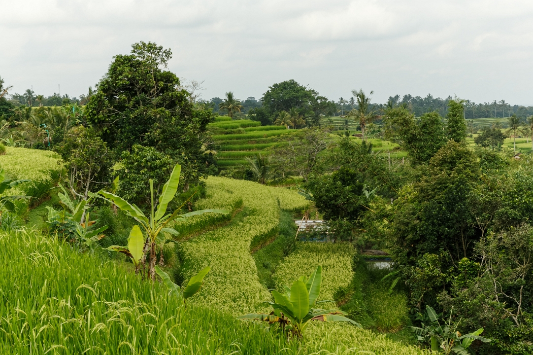 25/05/2018-Jatiluwih(Bali)-Les rizières