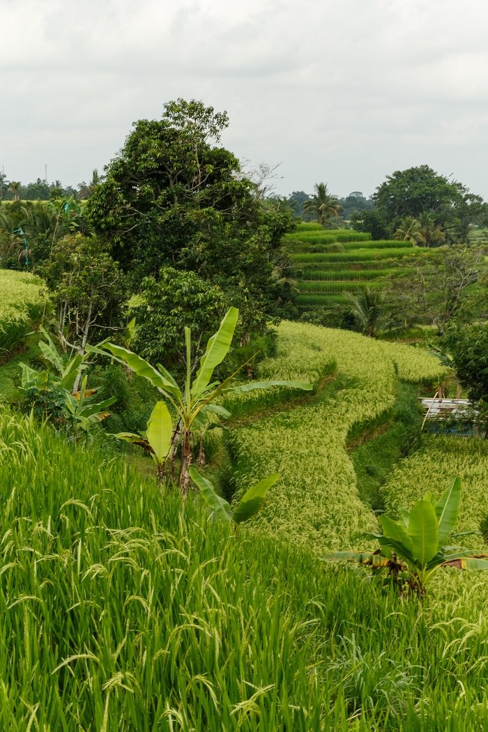 25/05/2018-Jatiluwih(Bali)-Les rizières