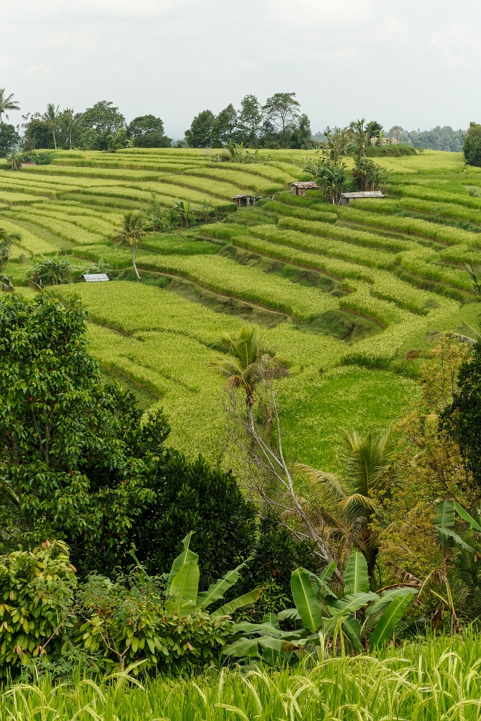 25/05/2018-Jatiluwih(Bali)-Les rizières