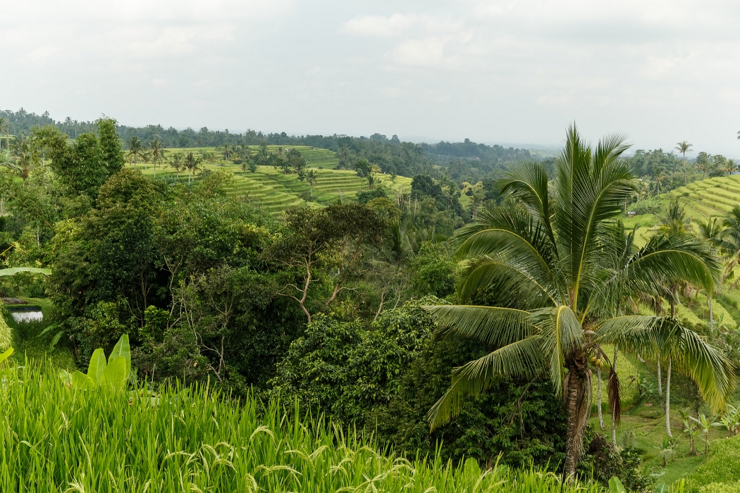 25/05/2018-Jatiluwih(Bali)-Les rizières