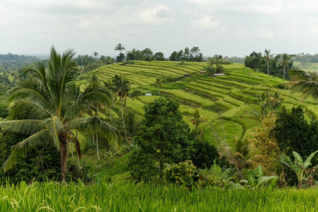 25/05/2018-Jatiluwih(Bali)-Les rizières
