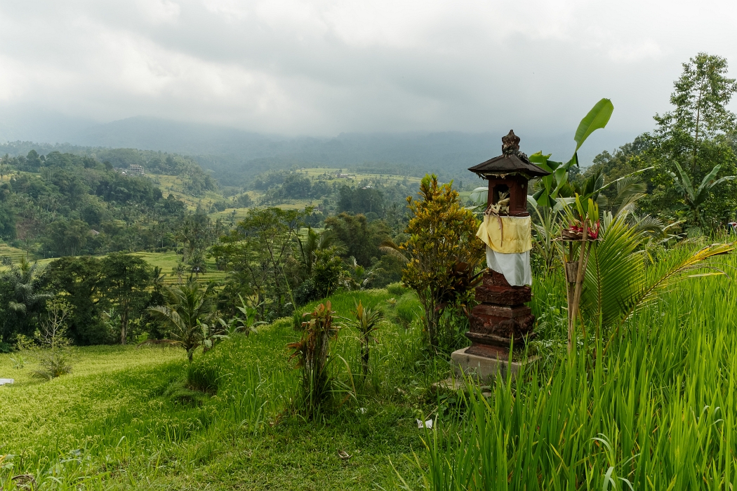 25/05/2018-Jatiluwih(Bali)-Les rizières