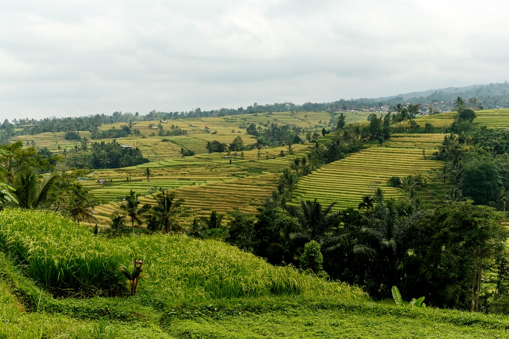 25/05/2018-Jatiluwih(Bali)-Les rizières