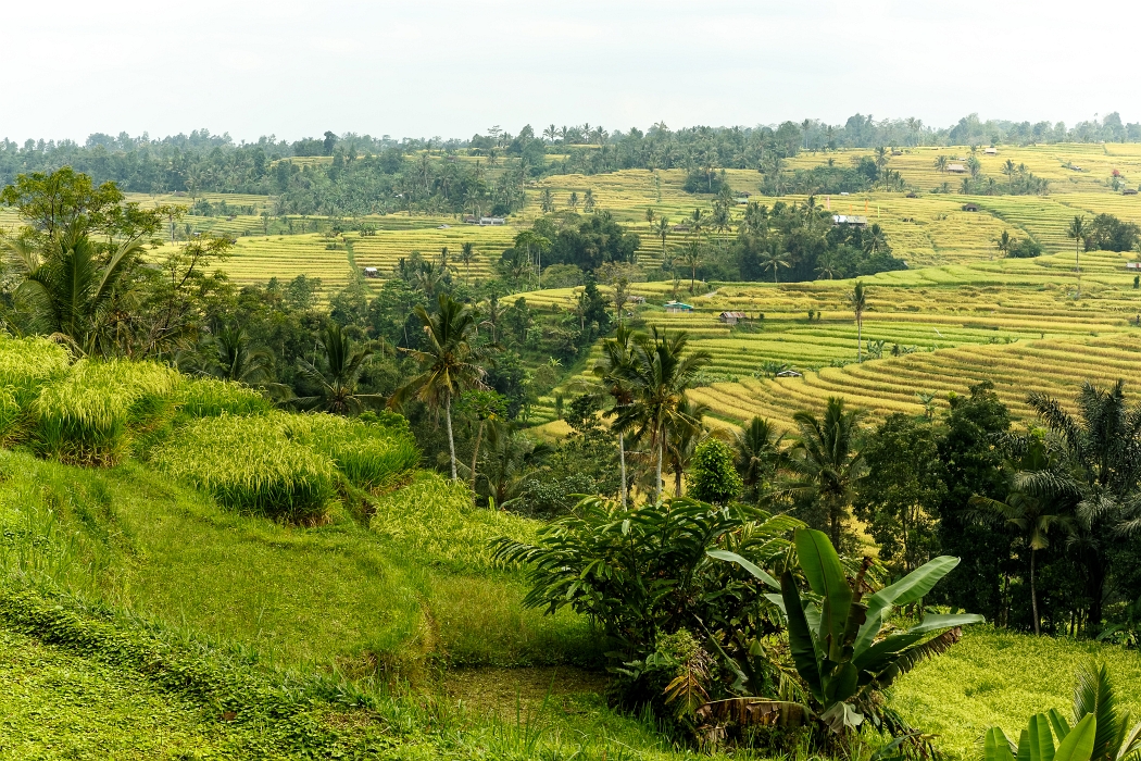 25/05/2018-Jatiluwih(Bali)-Les rizières