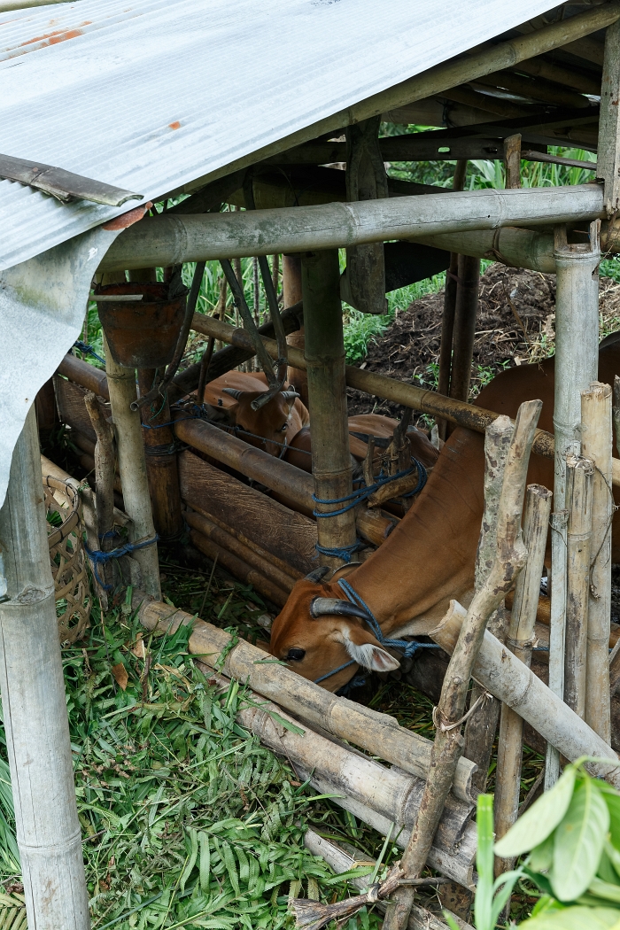25/05/2018-Jatiluwih(Bali)-Les rizières