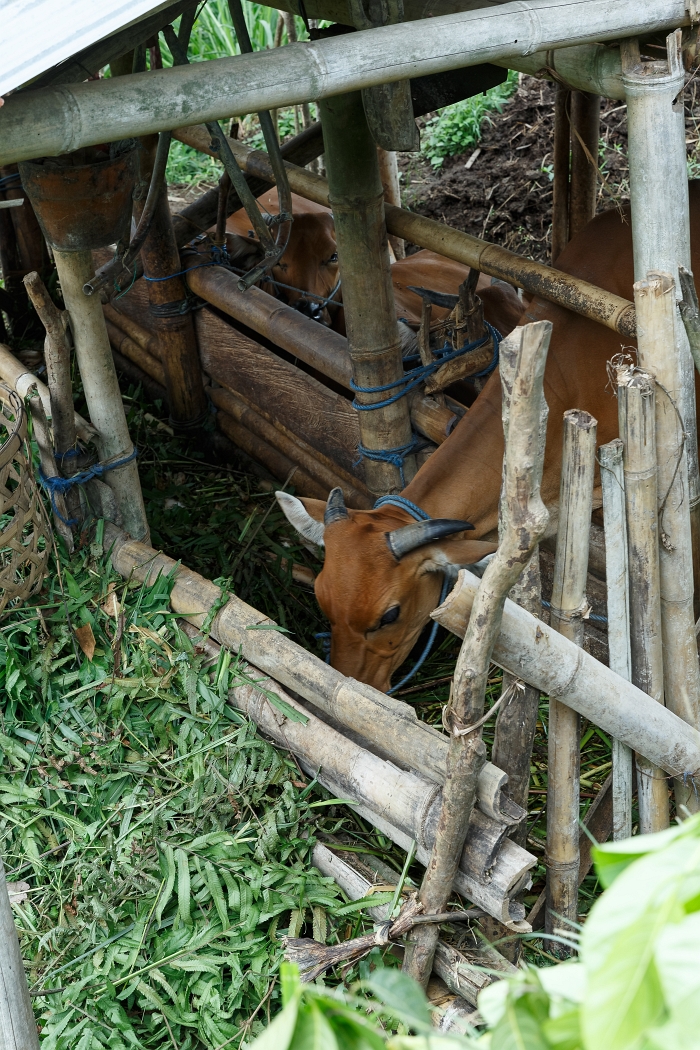 25/05/2018-Jatiluwih(Bali)-Les rizières