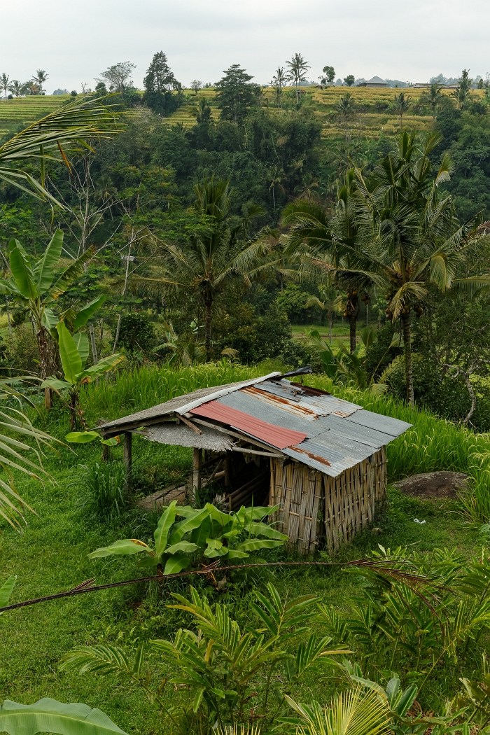 25/05/2018-Jatiluwih(Bali)-Les rizières