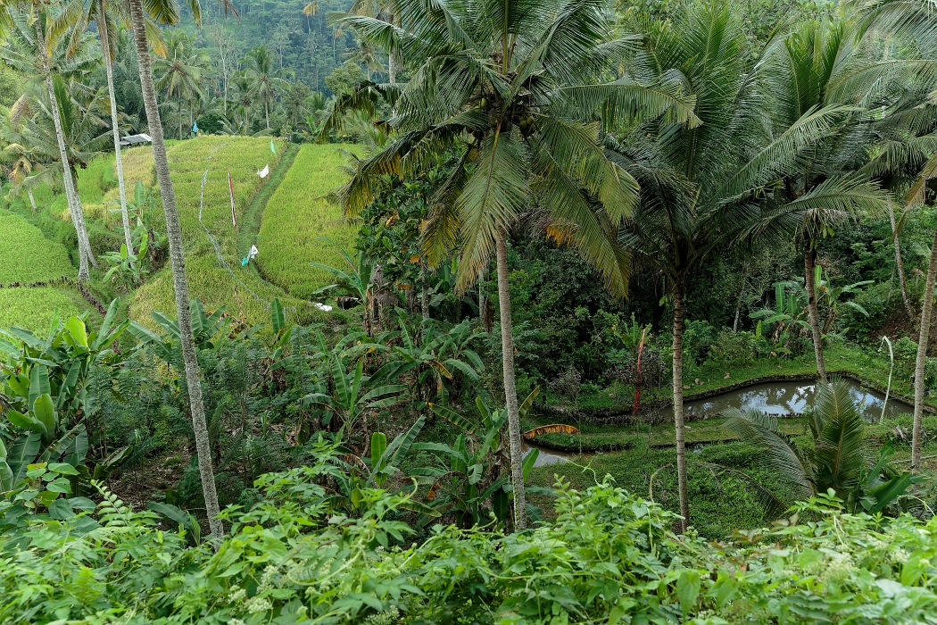 26/05/2018-Gunun Kawi(Bali)-Les rizières