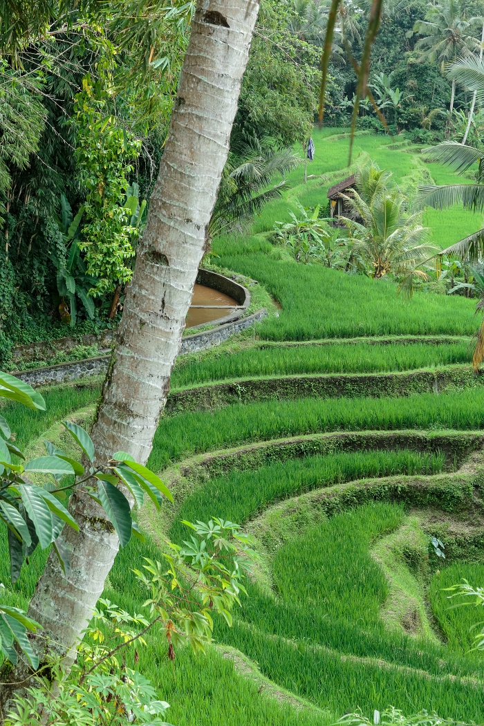 26/05/2018-Gunun Kawi(Bali)-Les rizières