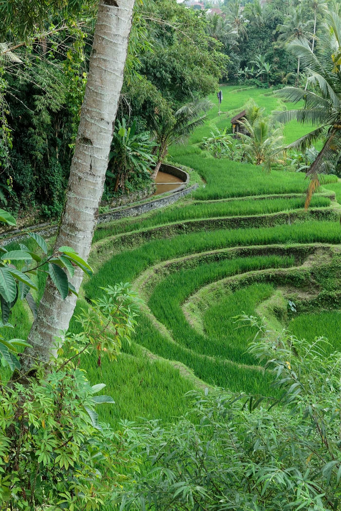 26/05/2018-Gunun Kawi(Bali)-Les rizières