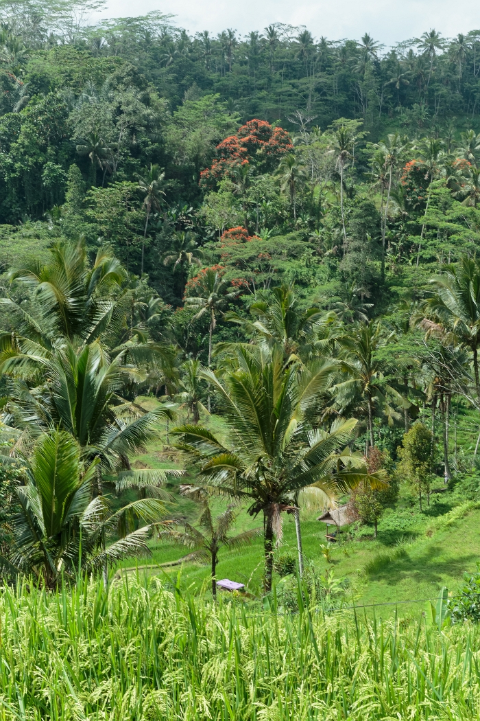 26/05/2018-Gunun Kawi(Bali)-Les rizières