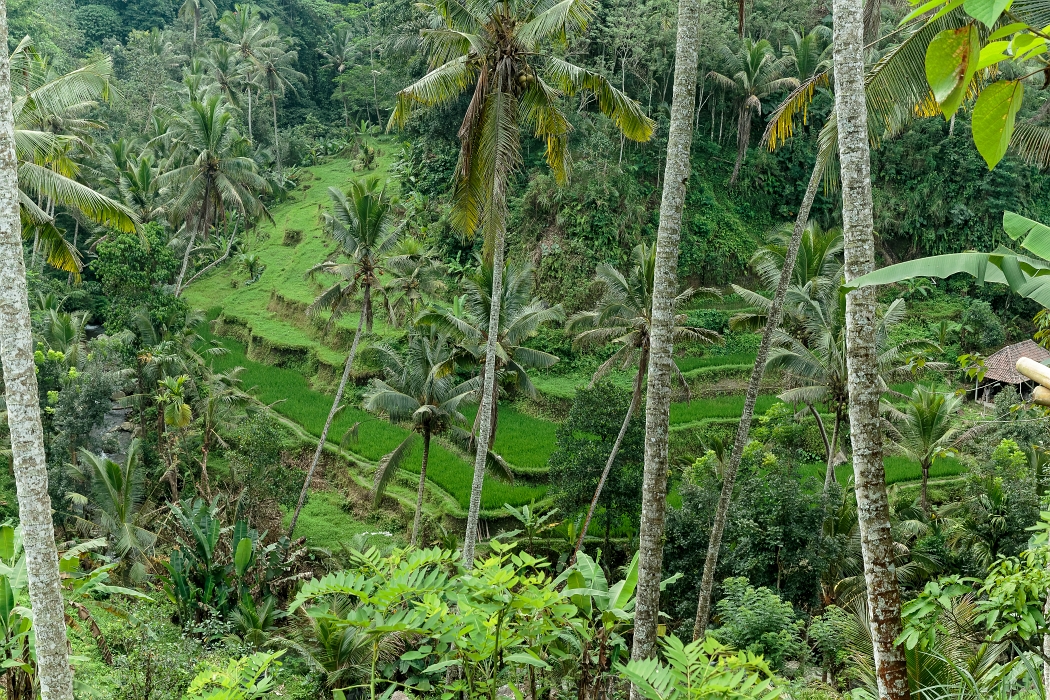 26/05/2018-Gunun Kawi(Bali)-Les rizières