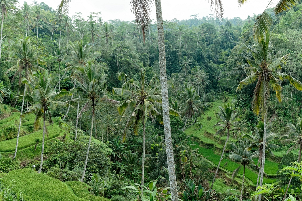 26/05/2018-Gunun Kawi(Bali)-Les rizières