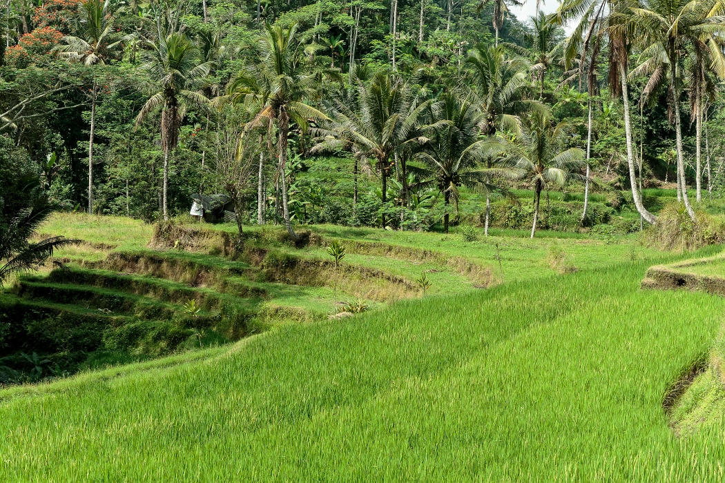 26/05/2018-Gunun Kawi(Bali)-Les rizières