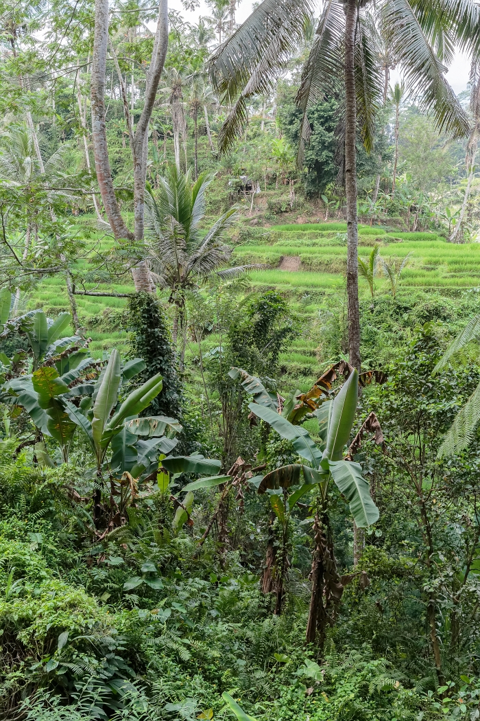 26/05/2018-Gunun Kawi(Bali)-Les rizières