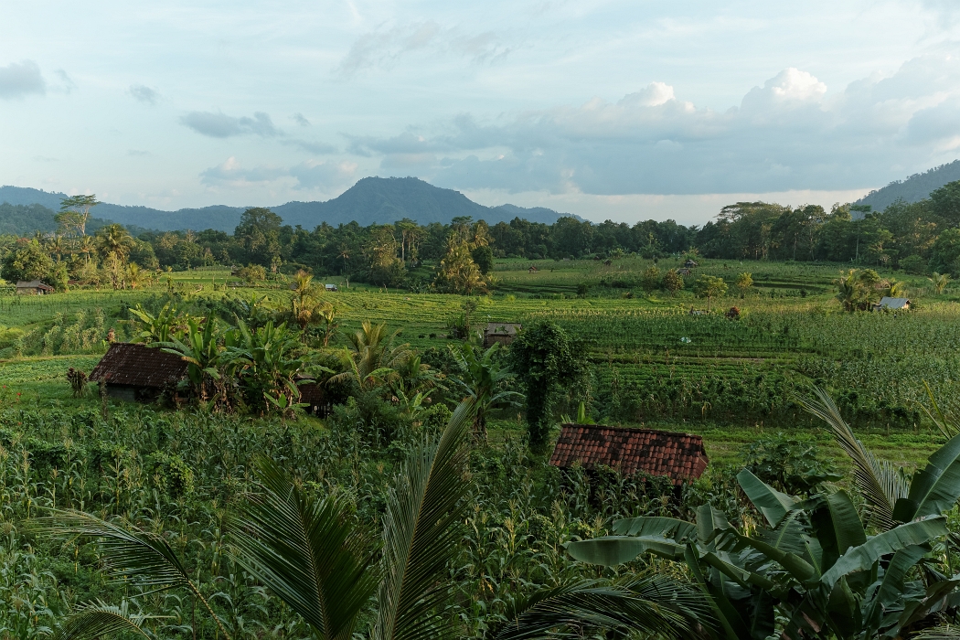 27/05/2018-Ubud(Bali)-Rizières