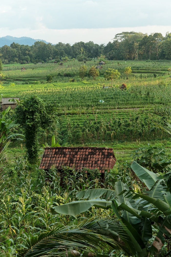 27/05/2018-Ubud(Bali)-Rizières