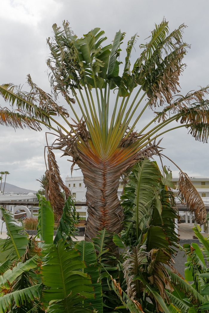 17/08/2018-Lanzarotte(Canaries)-Promenade autour de l'hôtel