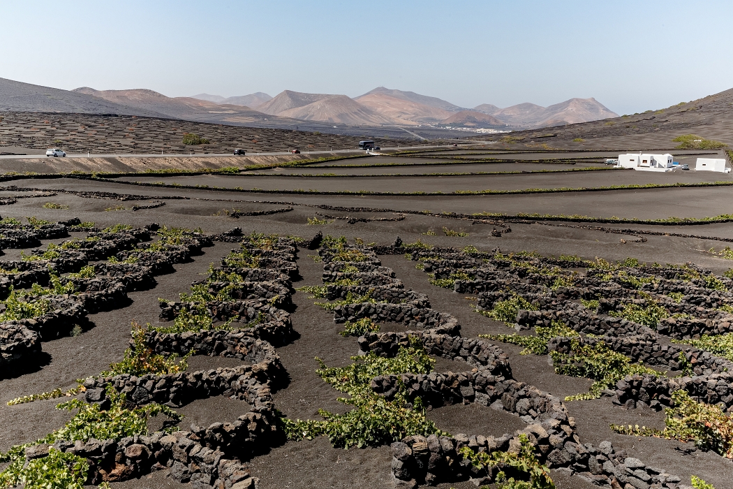 22/08/2018-Lanzarotte(Canaries)-Les vignobles