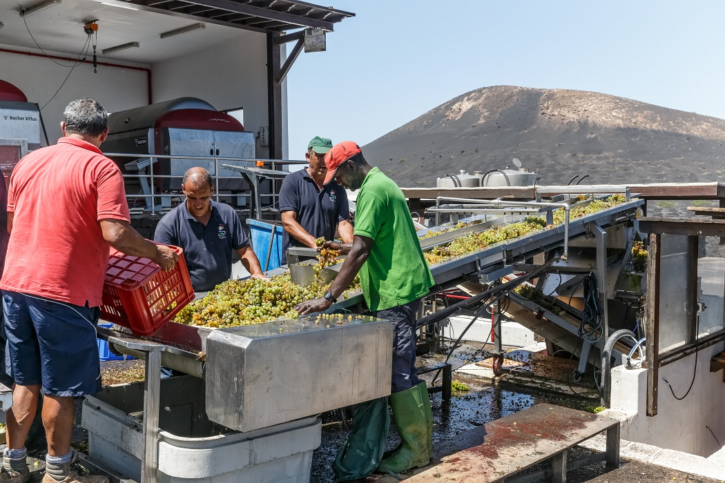 22/08/2018-Lanzarotte(Canaries)-Les vignobles