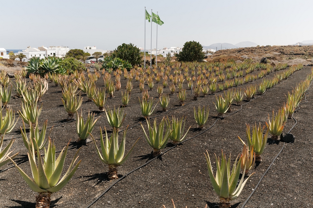 08/2018-Lanzarotte(Canaries)-aloe vera