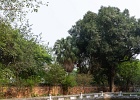 20190419-2004-p5 - 19/04/2019-Hanoï(Vietnam)-Temple de la littérature