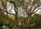 20190419-2007-p5 - 19/04/2019-Hanoï(Vietnam)-Temple de la littérature