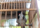 20190426-9019-p5 - 26/04/2019-Danang(Vietnam)-Sur la route-->oiseau
