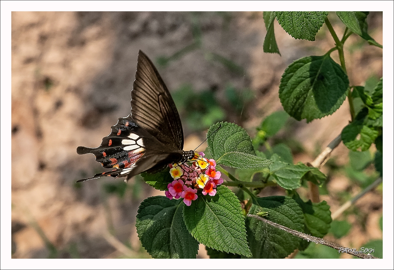 20190427-9001-p5-s br-lc