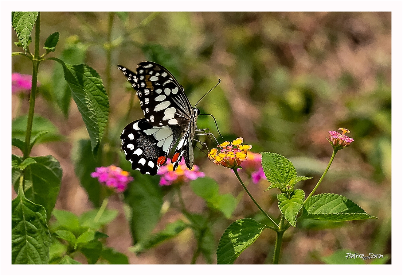 20190427-9002-p5-s br-lc