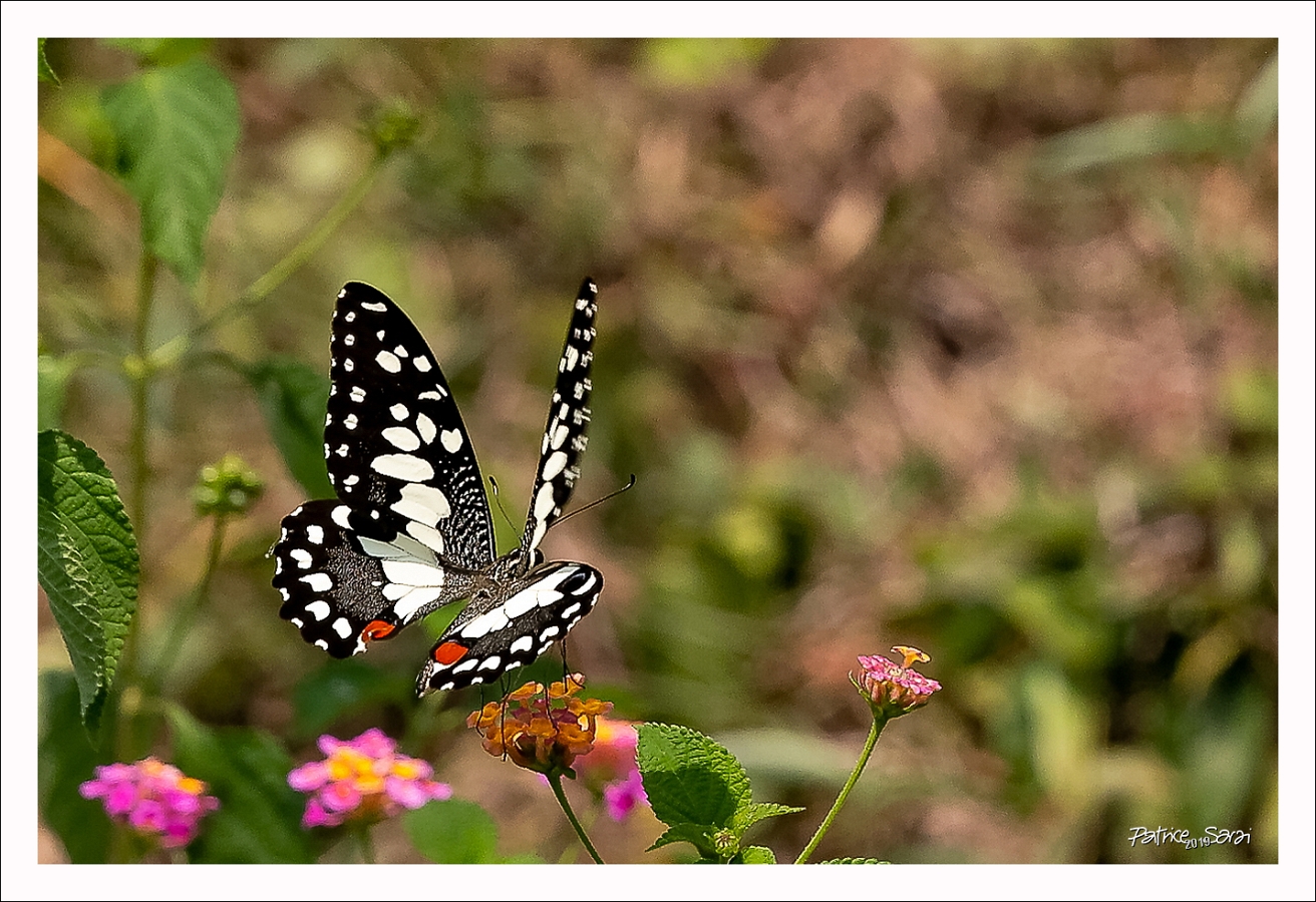 20190427-9003-p5-s br-lc
