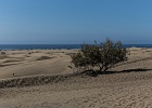 20190819-5002-p5 - 19/08/2019-Grande Canaria-Maspalomas