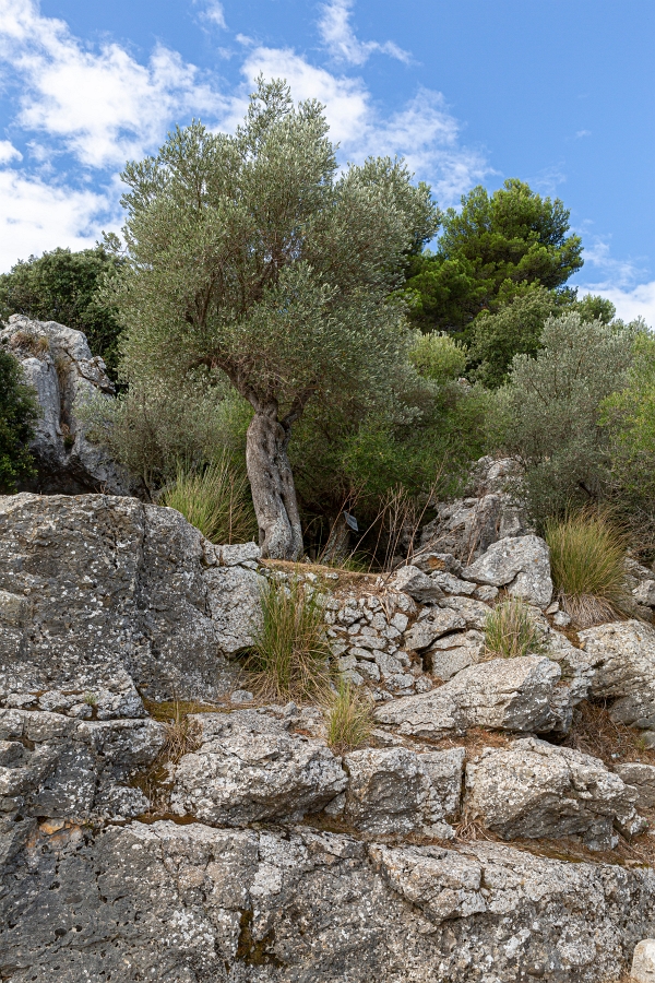 05/08/2020-Majorque(Espagne)-Paysages de la côte Ouest