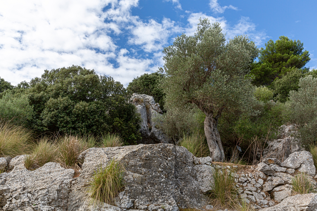 05/08/2020-Majorque(Espagne)-Paysages de la côte Ouest