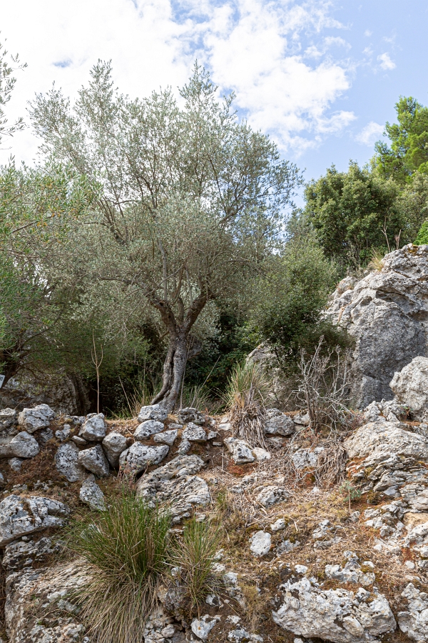 05/08/2020-Majorque(Espagne)-Paysages de la côte Ouest