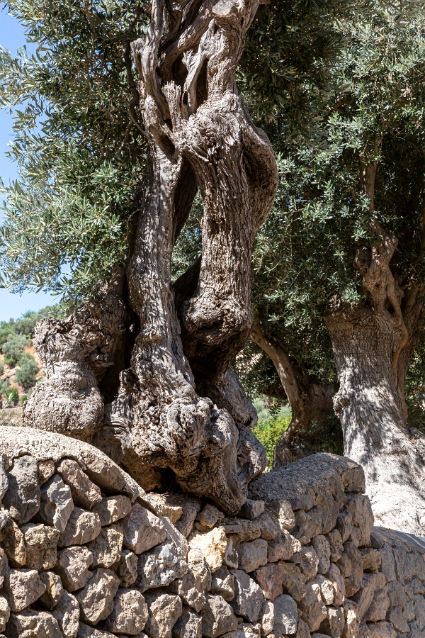 05/08/2020-Majorque(Espagne)-Déia