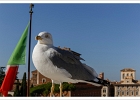 20221017-9017-p5c70 s_br bs - 17/10/2022-Rome(Italie)-PhotosOff