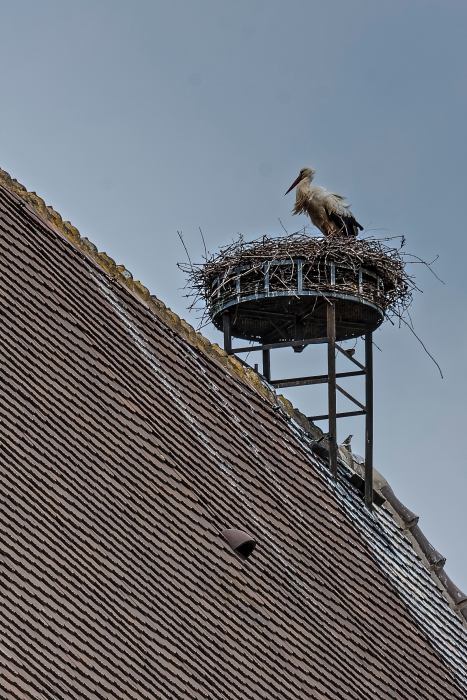 20150516-3005-p4