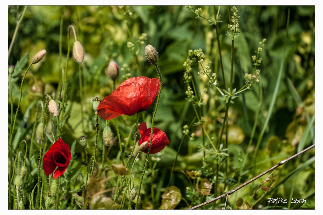 20150516-3011-p4-bs