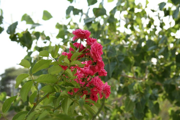20070729-33125pe.JPG