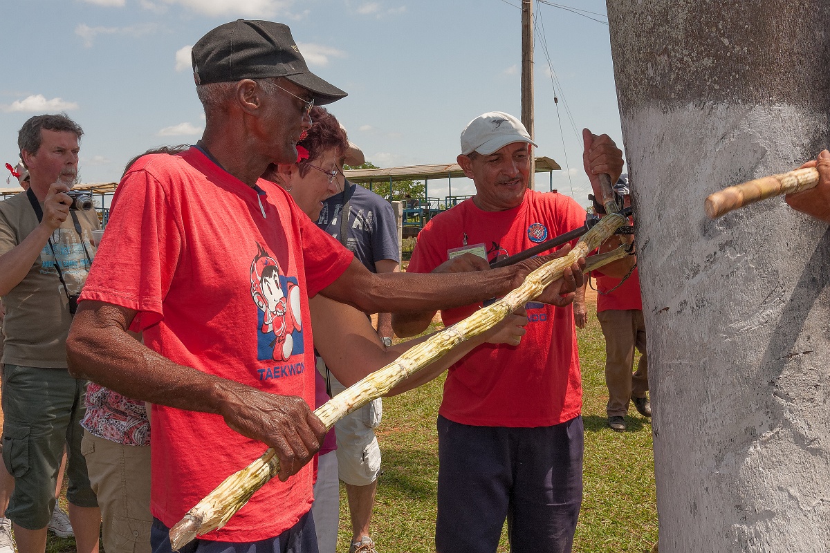 20130506-3142-p4.jpg - 06/05/2013-Région de Santa Clara(Cuba)-Champ de canne à sucre-->Extraction jus canne à sucre