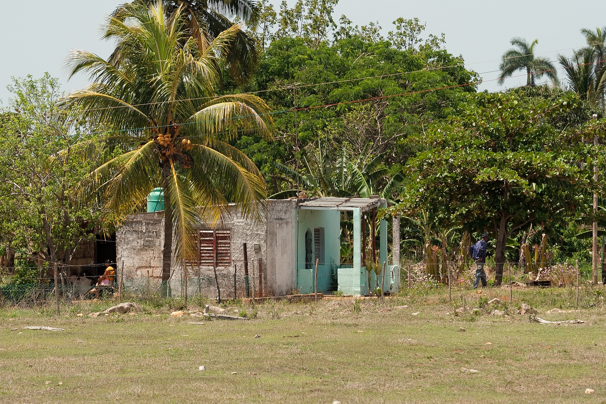 20130506-3157-p3.jpg - 06/05/2013-Région de Santa Clara(Cuba)-Champ de canne à sucre